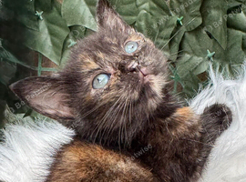2 FLUFFY TORTIE FEMALE KITTENS 1 MALE