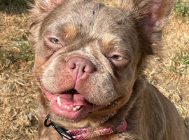 Fluffy French bulldog female