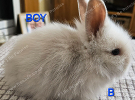 Lionhead babies
