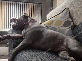 ​ EXCEPTIONAL L-2HGA & HC-HSF4 CLEAR STAFFORDSHIRE BULL TERRIER PUPPIES