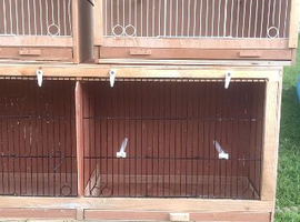 Breeding cages for sale