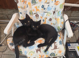 11 weeks kittens