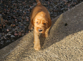 Cocker spaniel pups