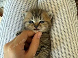 Persian cross blue British short hair kittens