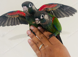 Hand reared conures for sale