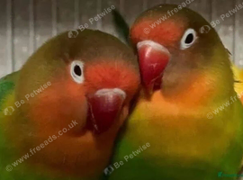 2 lovebirds