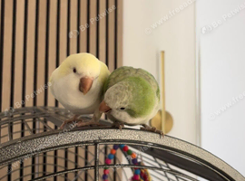 Bonded pair Quakers