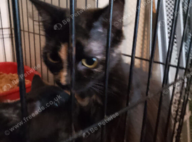 9 Weeks old kittens