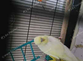 Male budgie