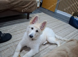 White German shepherd puppy