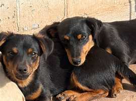 Jack Russell Black and Tan