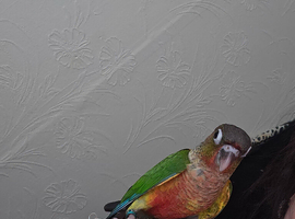 Hand-reared green cheek conure