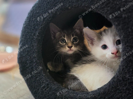 Half Ragdoll Kittens - Mother Ragdoll