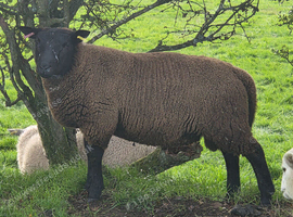 Dutch Spotted x Texel Ram Lamb