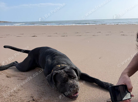 Cane corso 2 year old