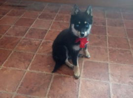 Beautiful Pomsky Pups
