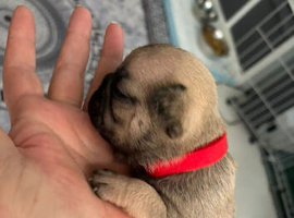 Lovely french bulldog puppies