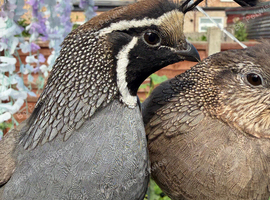 Californian quails for sale