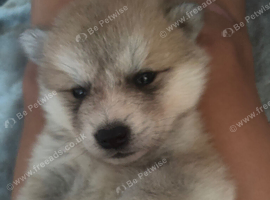 Lovley Akita Japananese