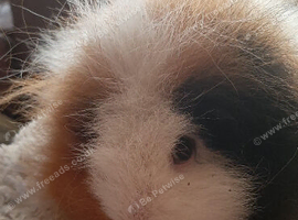 Swiss female guinea pig available