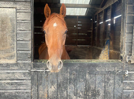 Super little filly