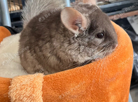 Beige chinchilla boy for sale