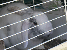 Male mini lop