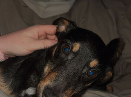 Beautiful dachshund cross jack russel