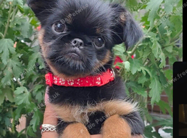 Griffon Bruxellois KC registered