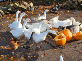 Goose for sale!
