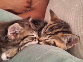 Cutest kittens ready for their Forever Homes