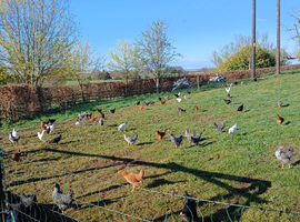 Young chickens for sale