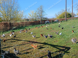 Point of lay chickens for sale