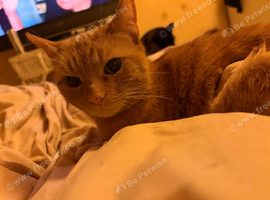 2 females needing new home