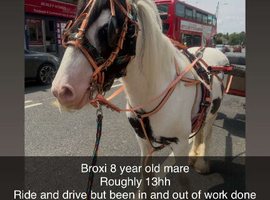8 year old mare