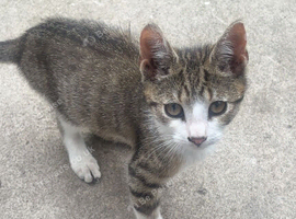 Kittens for sale