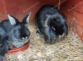 Lovely litter of of lops