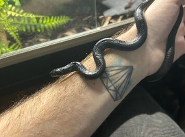 Female Mexican Black Kingsnake
