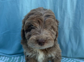 Adorable F1 cockapoo puppies READY TO GO