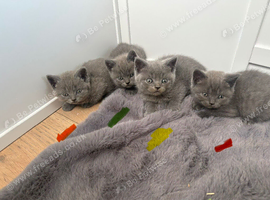 Pure British shorthair kittens