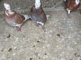 3 Red pied rollers &pound;5 each
