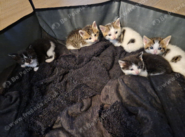 Kittens ready soon Tabby White Black
