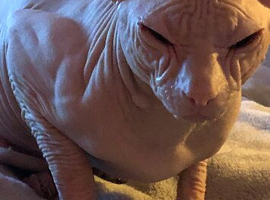 Male sphynx 18months old still intact lovely boy very affectionate