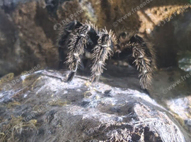 Adult female Lasiodora parahybana