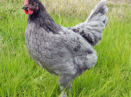 Blue maran point of lay pullets for sale