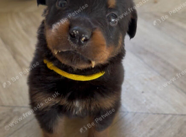 Rottweiler pups