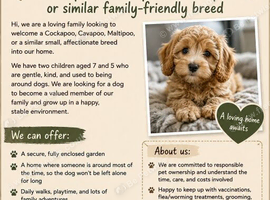 WANTED: Cockapoo / Cavapoo / Maltipoo (or similar family-friendly breed)