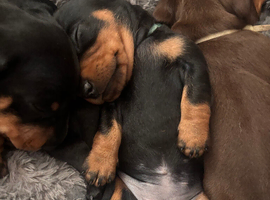 LAST Black and Tan girl available Miniature dachshund