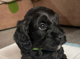 Cockapoo x Shih Tzu puppies