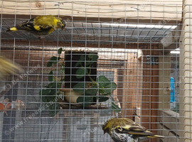 2025 pair and spare hen Siskins